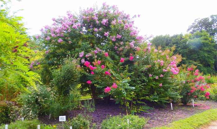 Magyarország Pest megye Vácrátót arborétum botanikus kert