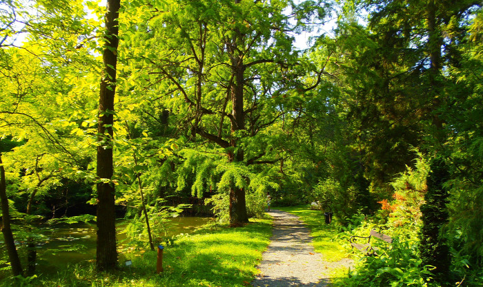 Magyarország Pest megye Vácrátót arborétum botanikus kert