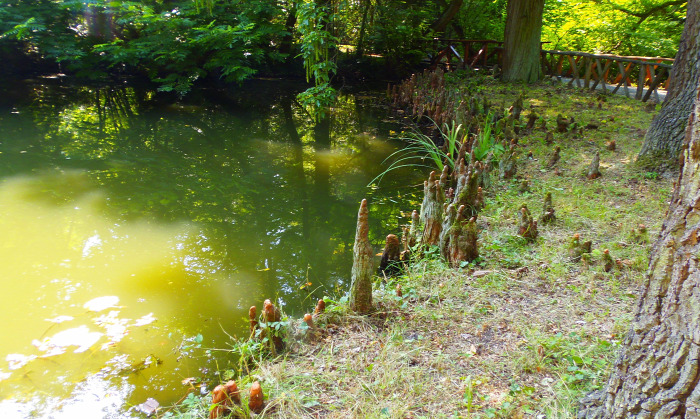 Magyarország Pest megye Vácrátót arborétum botanikus kert