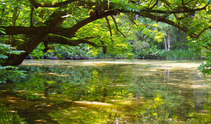 Magyarország Pest megye Vácrátót arborétum botanikus kert