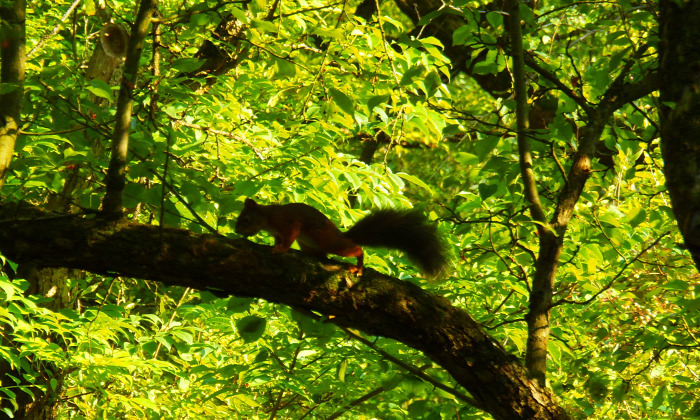 Magyarország Pest megye Vácrátót arborétum botanikus kert