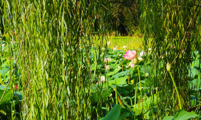 Magyarország Pest megye Vácrátót arborétum botanikus kert