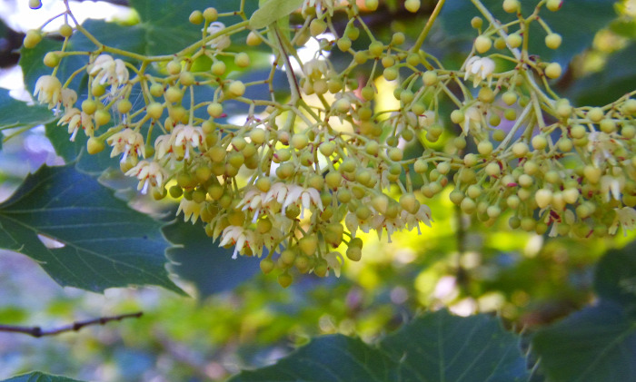 Magyarország Pest megye Vácrátót arborétum botanikus kert