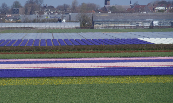 Hollandia arborétum virágok