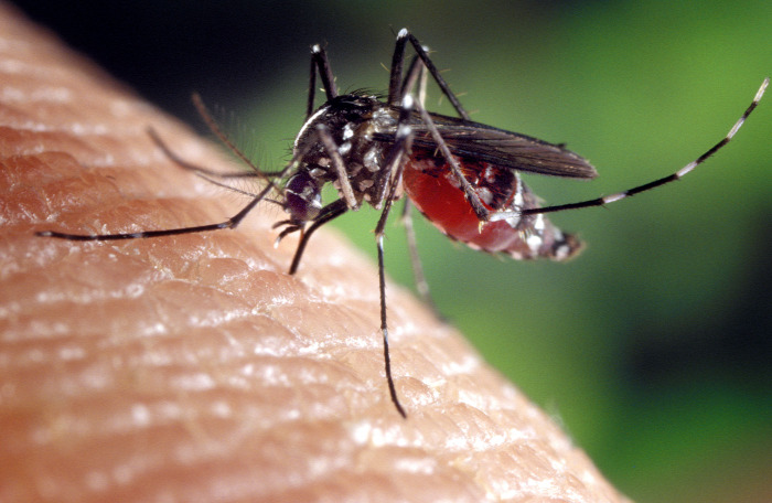 szúnyog szúnyogcsípés vérszívók miért? moszkitó