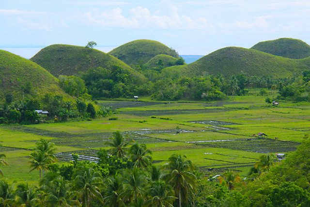 Csokoládé dombok  Fülöp-szigetek Bohol sziget koboldmaki