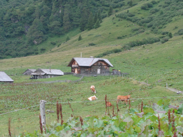 pitbull nyaralás kutyabarát Ausztria Alpok Shae Csuti Fusch Lampenhäusl  kemping kutyabarát étterem kutyabarát szállás