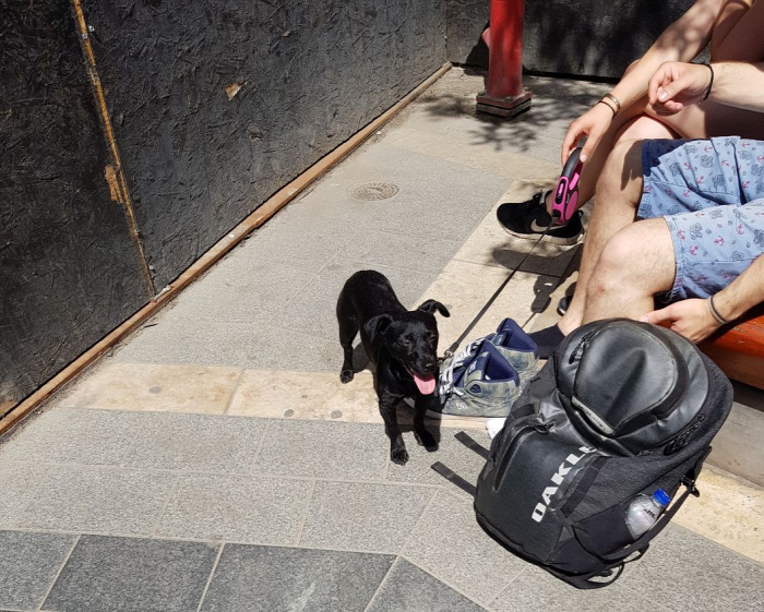 házikedvenc kisállat kutya kutyasétáltatás kutyapiszok kutyagumi társasház 2018 Budapest Magyarország