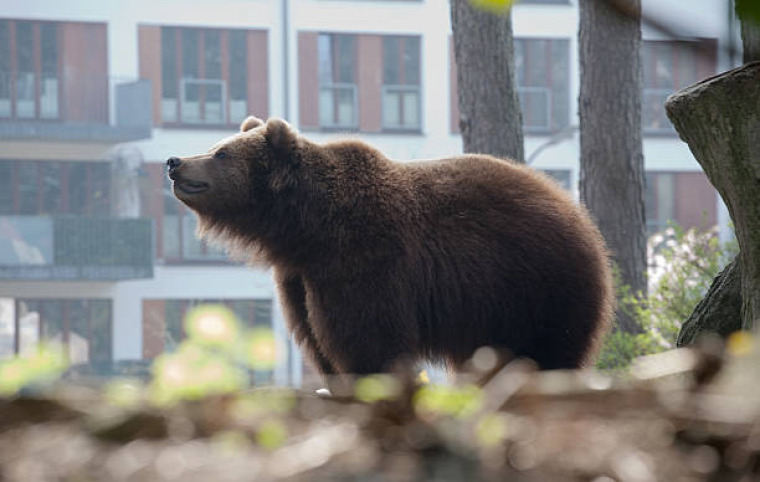 hírek vadvilág medve Erdély Románia Európai Unió