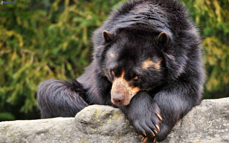 hírek vadvilág feketemedve Alaszka medvetámadás