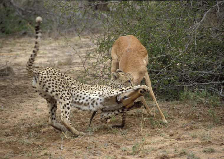 hírek vadvilág impala gepárd Kruger Nemzeti Park