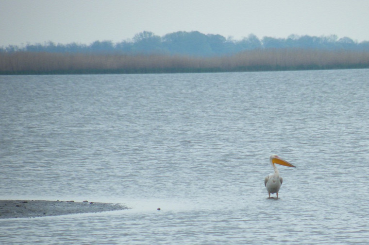 hírek vadvilág pelikán Hortobágyi Nemzeti Park
