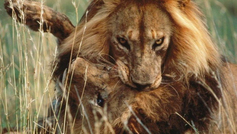 hírek vadvilág oroszlántámadás