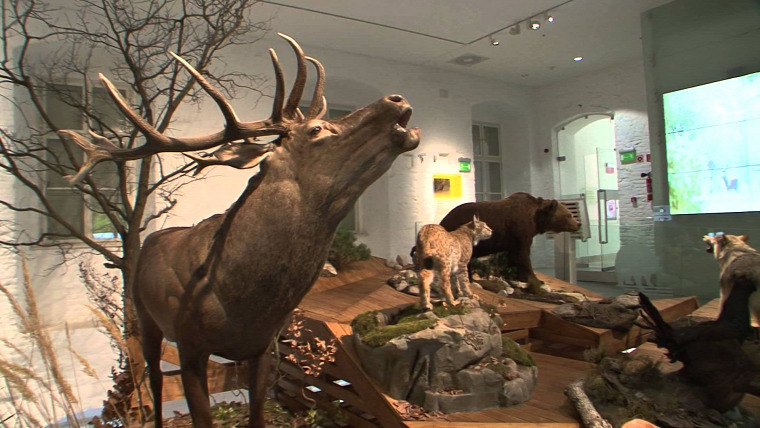 hírek vadászkamara múzeum
