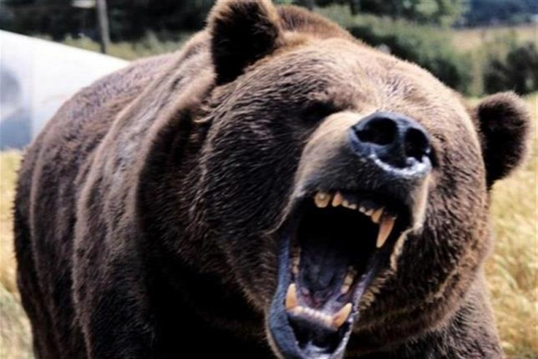 hírek vadvilág medvetámadás Hargita Erdély