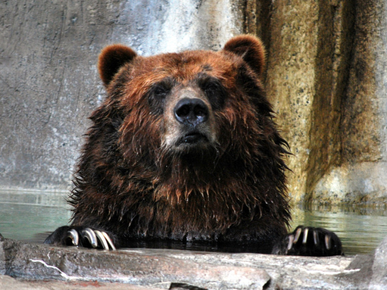 hírek vadvilág medve Erdély Románia Európai Unió
