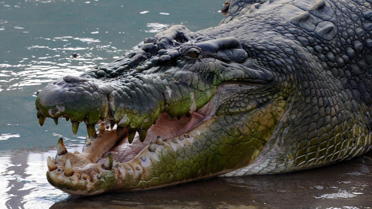 hírek krokodil
