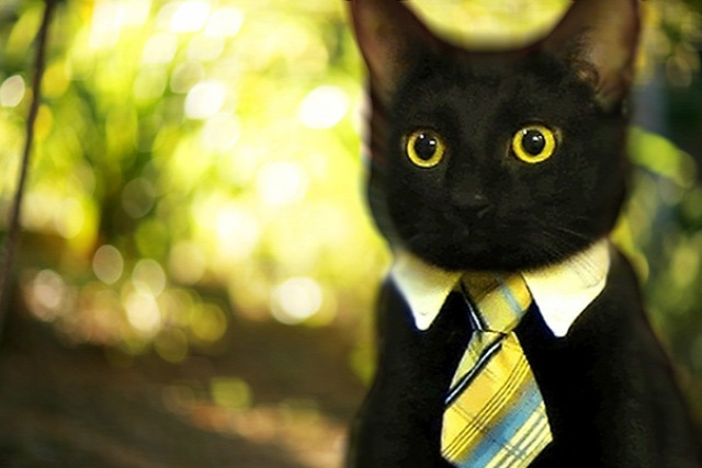 divatsprint macska divatozás groteszk beszélő macskák öltözködés állatok macskaruha elegancia humor vicces