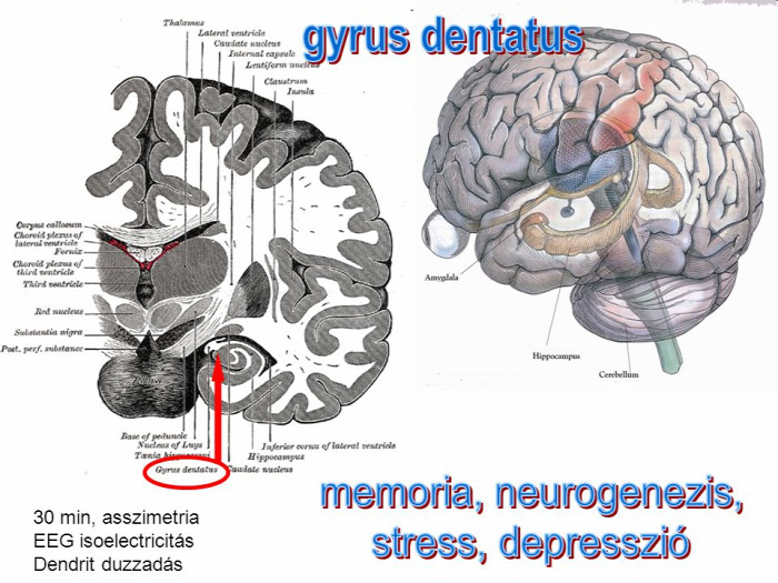 #memória #agy egészség