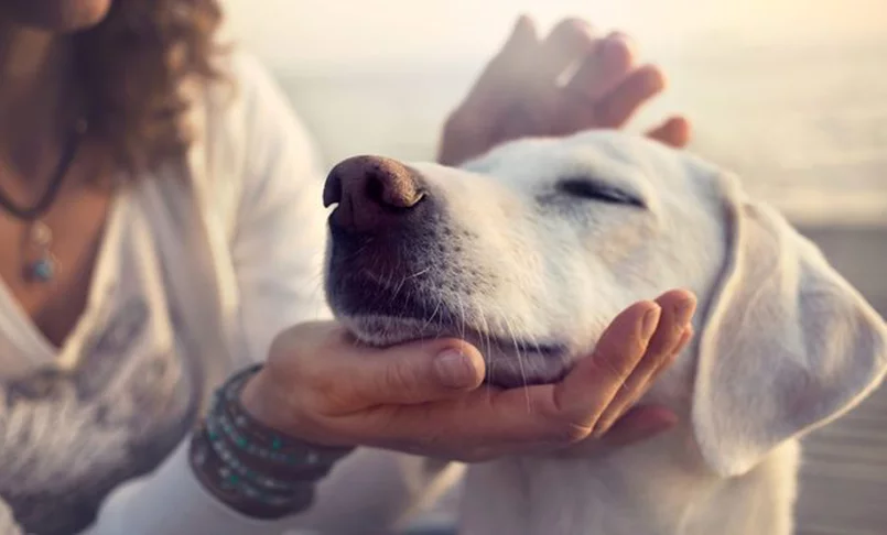 Hírek terápiás kutya állatasszisztált terápia ökopszichológia