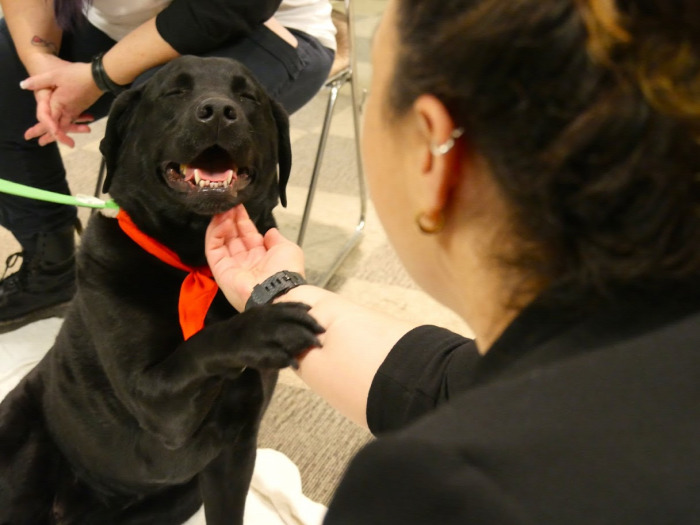 Hírek terápiás kutya állatasszisztált terápia ökopszichológia
