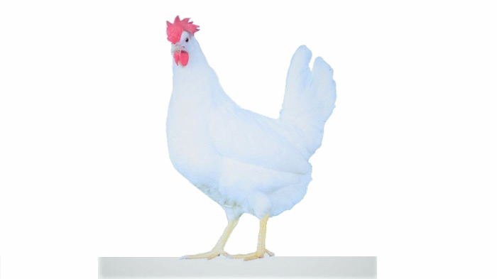 táplálkozás világító csirke
