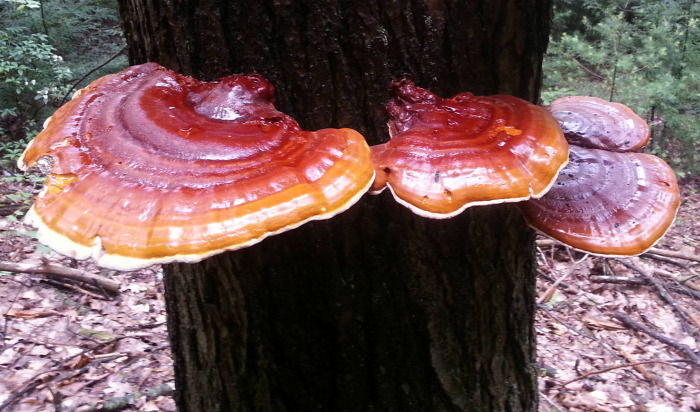 Ganoderma átverés