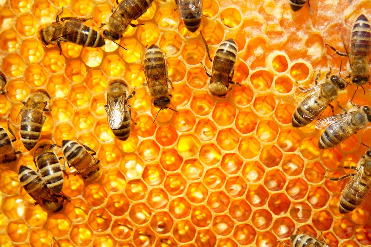 érdekesség érdekességek méhek méhek a történelemben méhanyuci