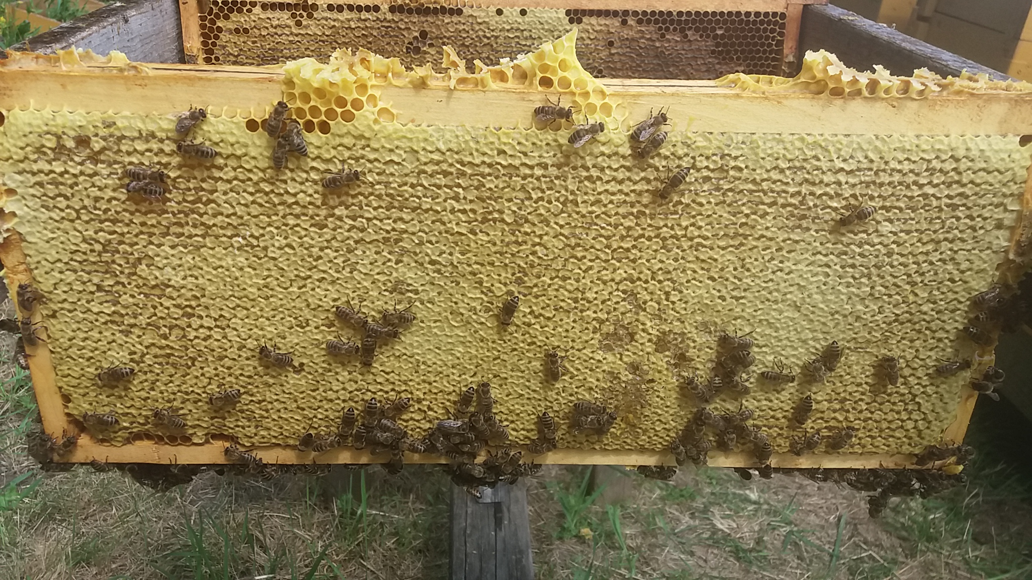 méz méhanyuci méz érdekesség méhtánc mézkészítés érdekességek érdekesség