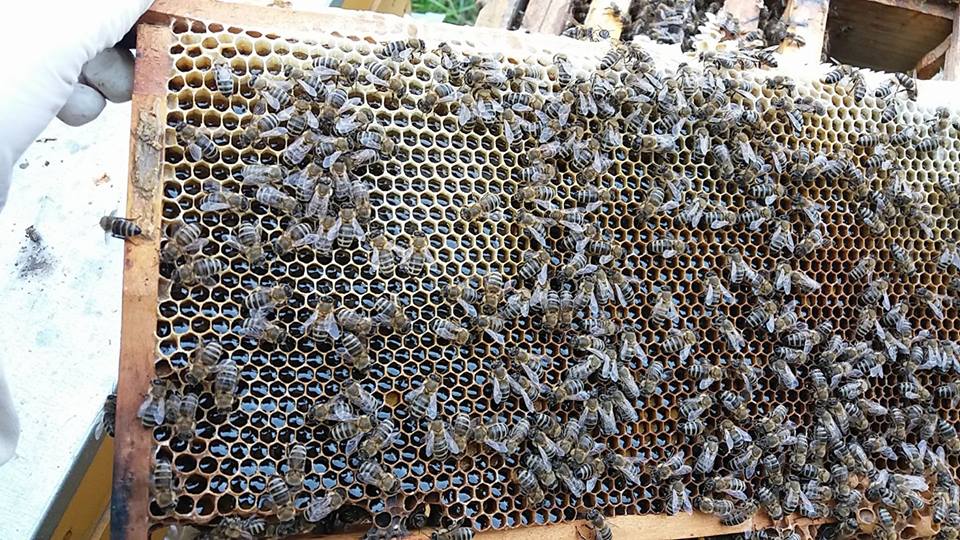 méz gyomorsav repceméz egészség apiterápia méhanyuci krémes méz fehér méz