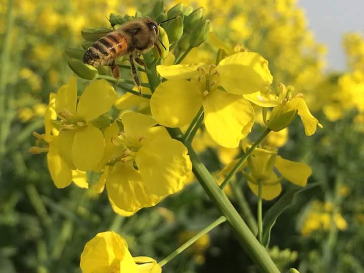 méz méhek méhviasz virágpor propolisz méhpempő méhlárva beporzás méhméreg méhanyuci méz érdekesség érdekességek érdekes
