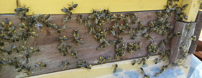 méz méhek méhviasz virágpor propolisz méhpempő méhlárva beporzás méhméreg méhanyuci méz érdekesség érdekességek érdekes