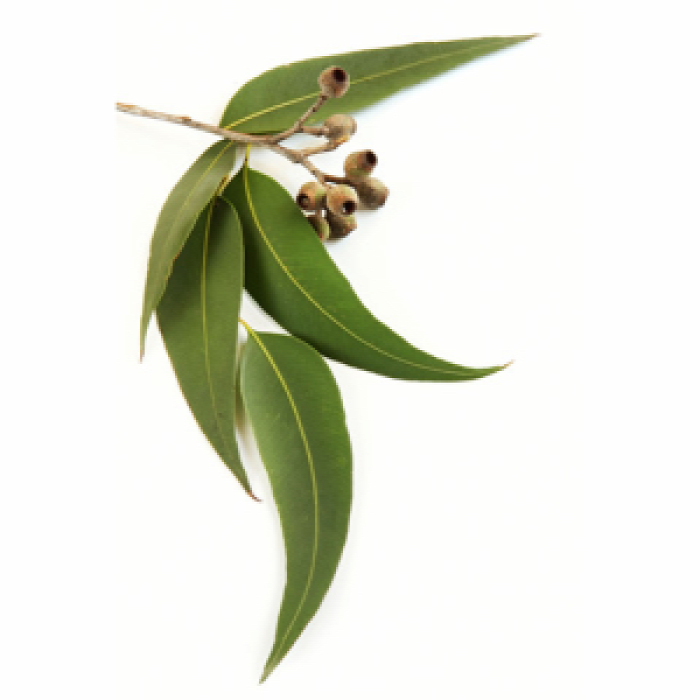 egészség egészségünkre test lélek aromaterápia illóolajok jázmin levendula fahéj bergamott eukaliptusz bazsalikom citromfű