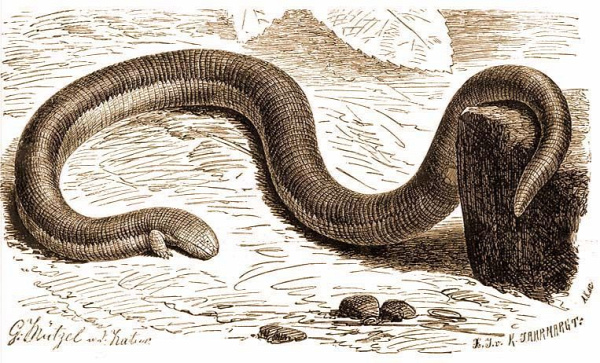 szörny biblia vallás legendák isten leviatán jónás cetje sátán kígyó rejtélyek