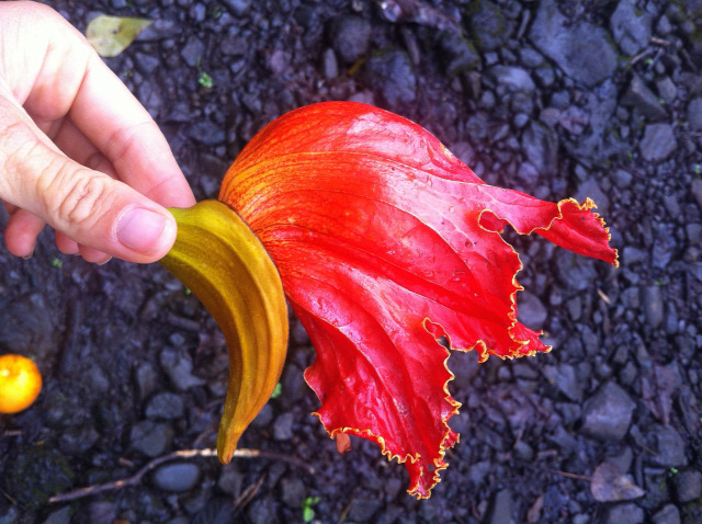 Hawaii Maui Utazás Külföldi munka vulkán kókusz