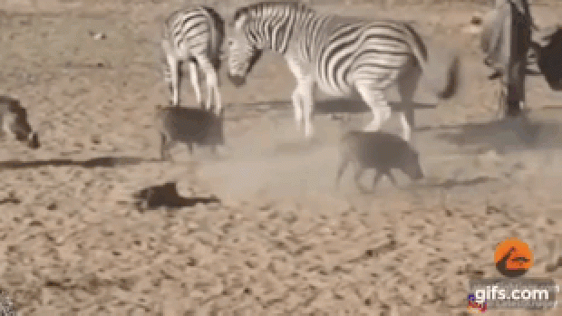 zebra varacskos disznó barátság nem krueger