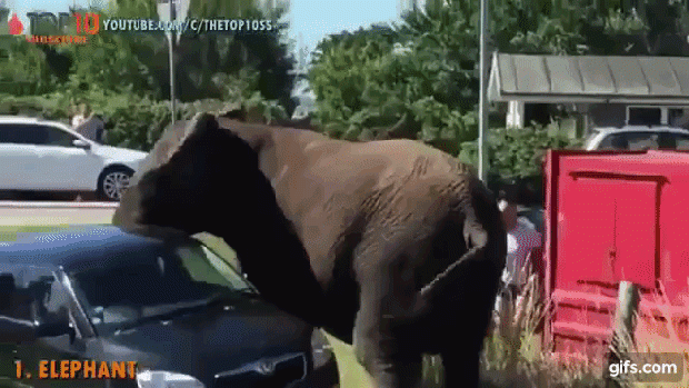 elefánt orrszarvú autó támadás