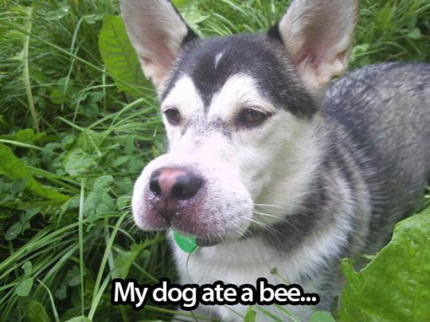 méhcsípés kutya cica