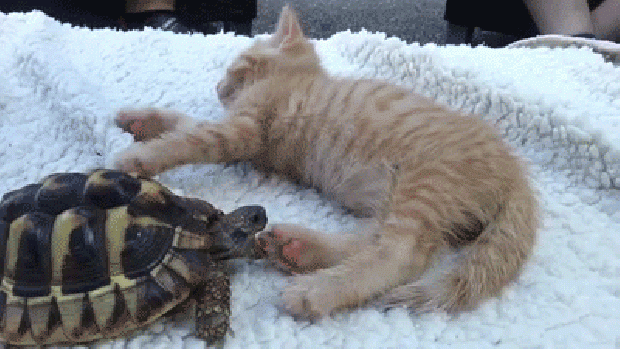teknős macska játék a kis john lennon kedvenc videója