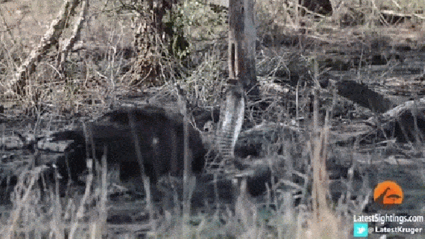 Barna kígyászölyv Örvös kobra Kruger Sightings
