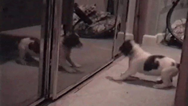 kutya tükör játék