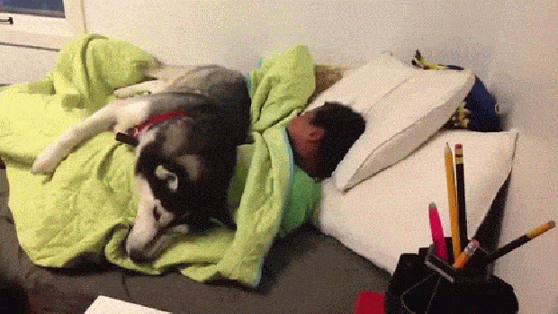 kutya gyerek játék ki az ágyból világ lustái