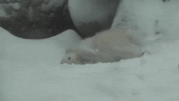 Dánia Aalborg jegesmedves bocs hó