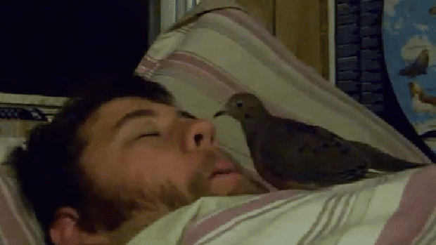 madár orr alvó ember