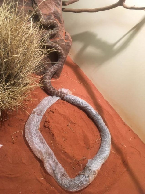 kígyó vedlés python