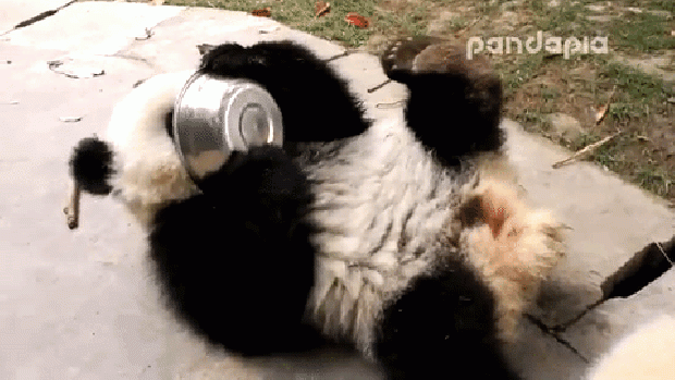 panda kína tej etetés