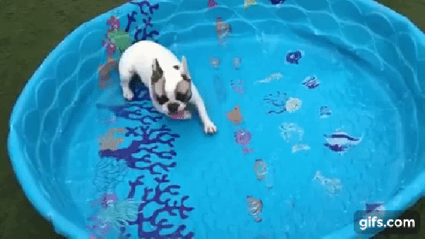 kutya úszás francia bulldog medence