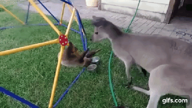 lajhár kenguru barátság