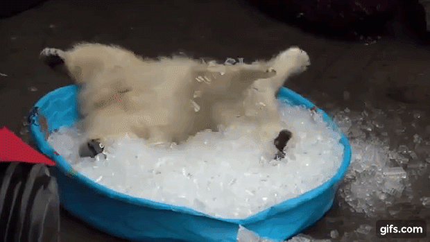 oregon zoo jegesmedve bocs jég játék nora