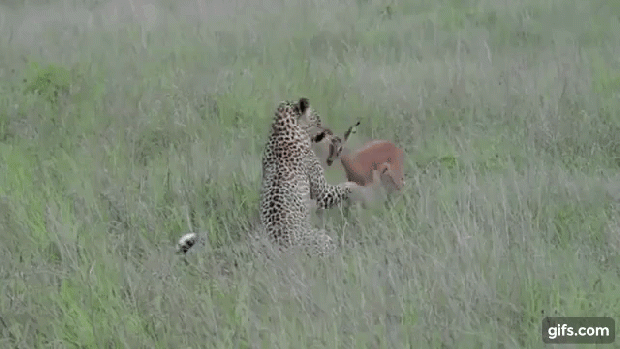 Krueger Park Sabi Sand Vadrezervátum Dél-Afrika leopárd  impala nem játék bitlisz
